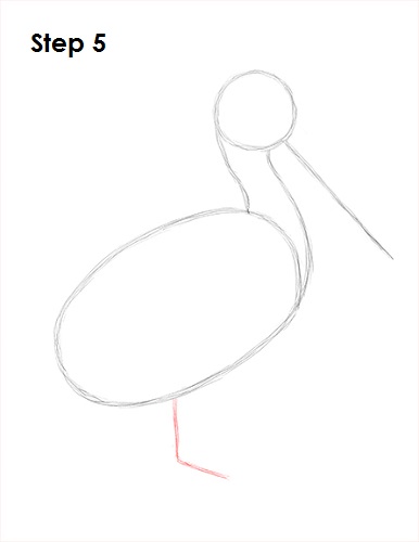 386x500 How To Draw A Pelican - Pelican Sketch