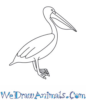 300x350 How To Draw A Pelican - Pelican Sketch