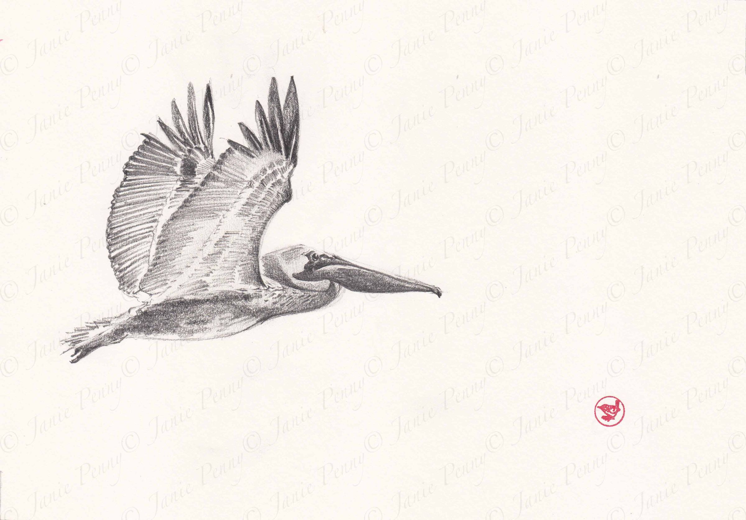 2400x1674 Pelican - Pelican Sketch
