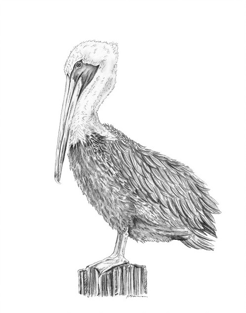 498x633 Pelican Art Print - Pelican Sketch
