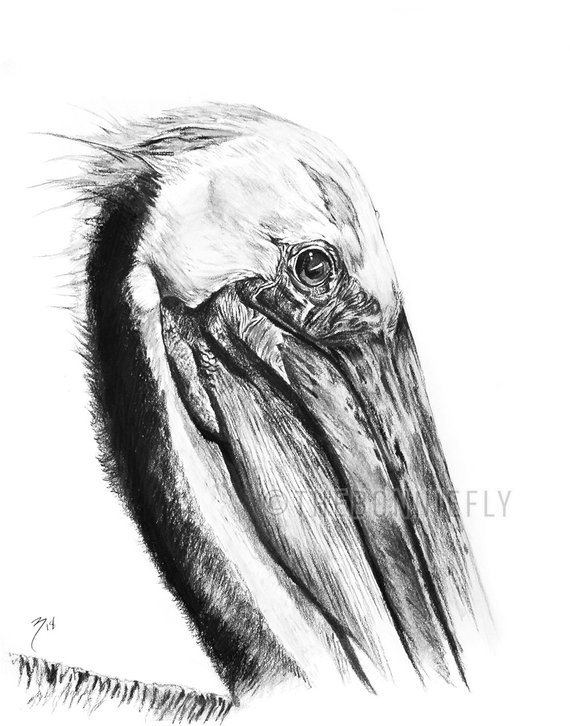 570x726 Pelican Charcoal Sketch Saltwater Birds Brown Pelican Etsy - Pelican Sketch