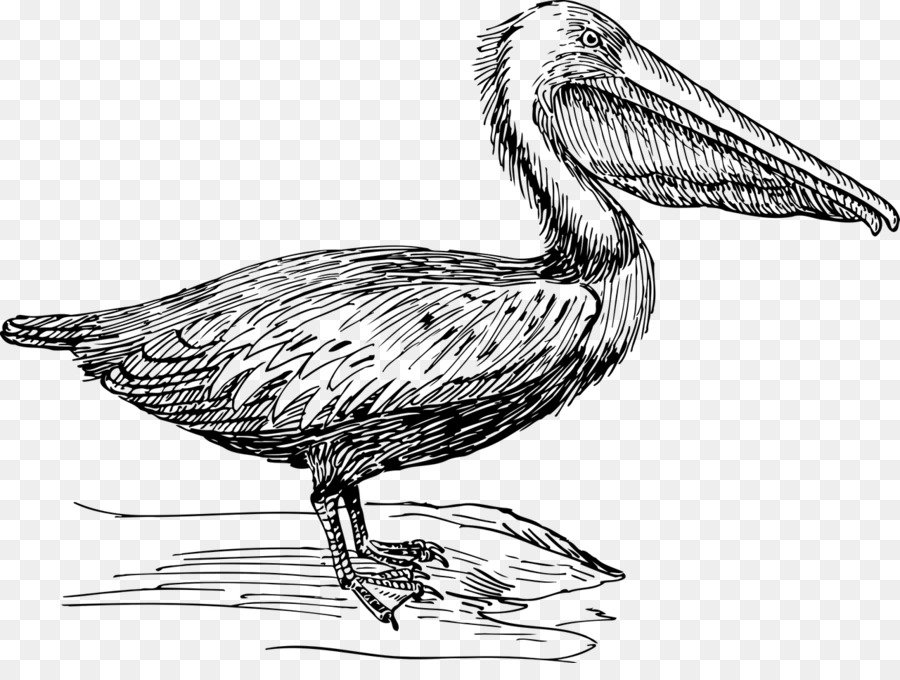 900x680 Pelican Drawing Line Art Sketch - Pelican Sketch