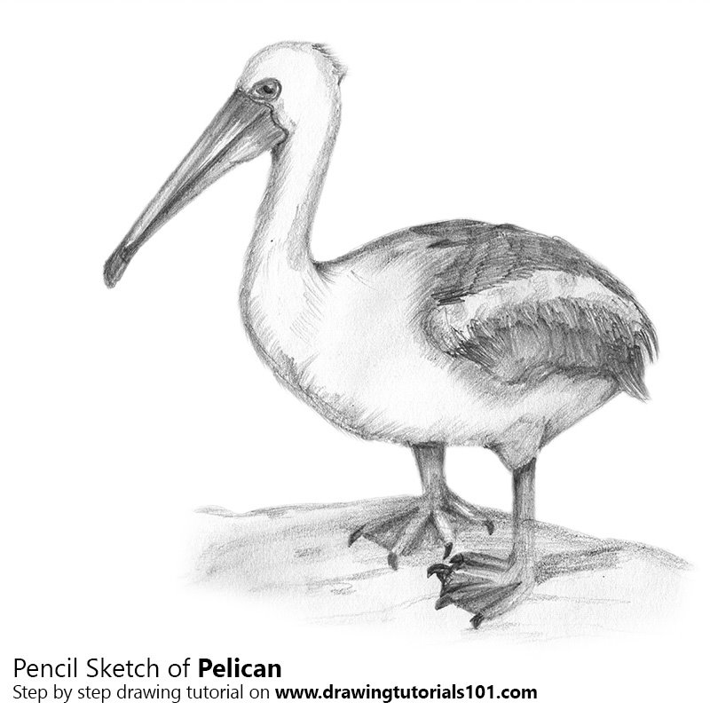 800x800 Pelican Pencil Drawing - Pelican Sketch