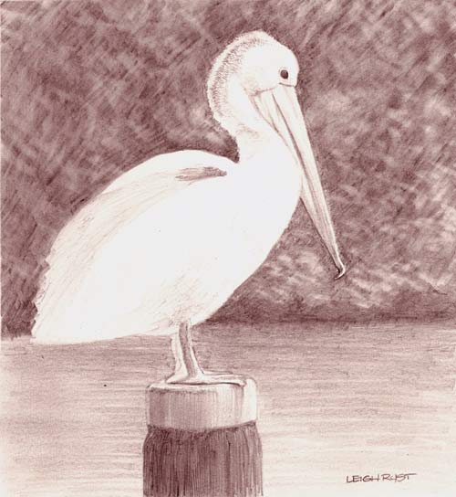 500x544 Pelican Sketch - Pelican Sketch