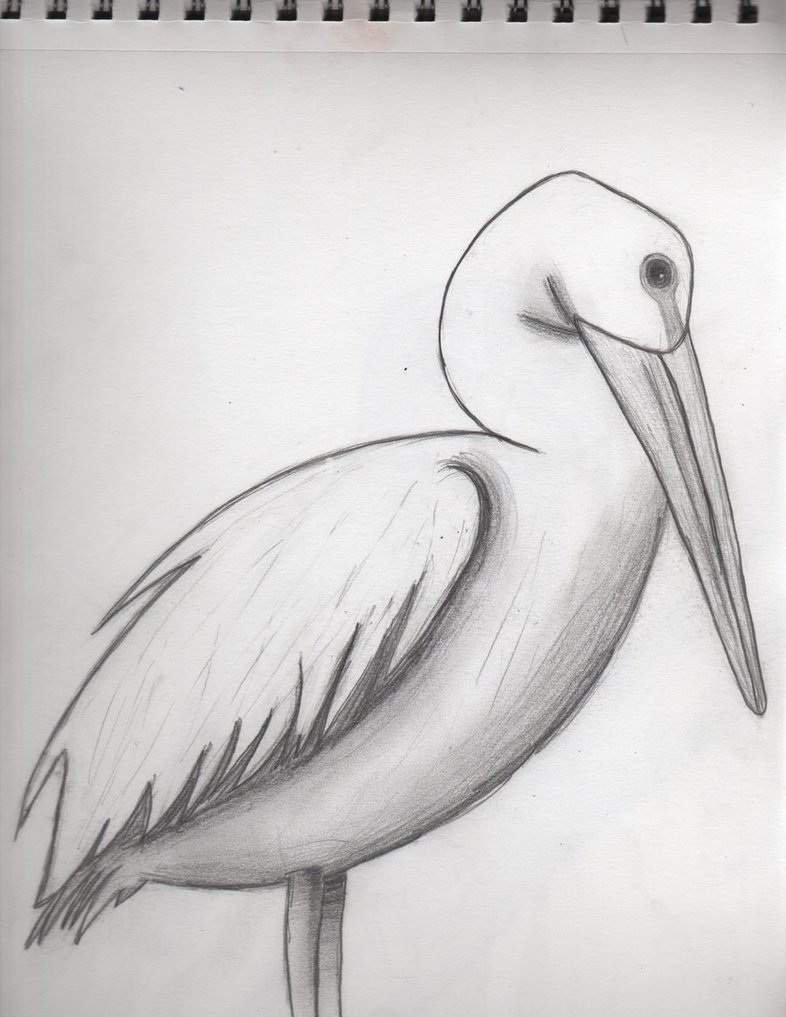 786x1017 Pelican Sketch By Immaeatyocookies - Pelican Sketch