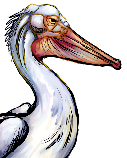 496x620 Pelican Sketch By Ursulav - Pelican Sketch