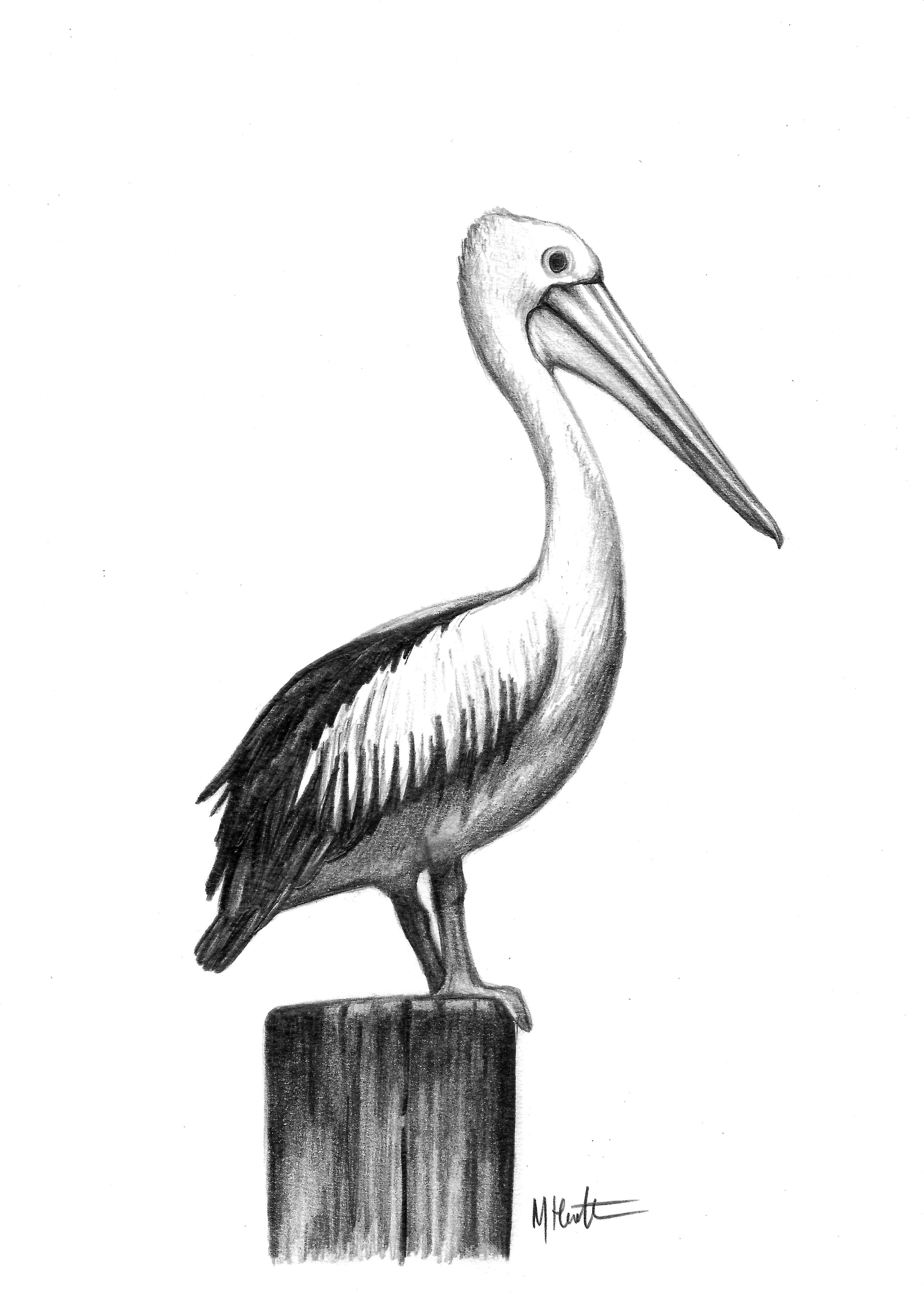 3423x4824 Pelican Drawing For Mum By Me, Max Hamilton Beach Art In 2018 - Pelican Sketch