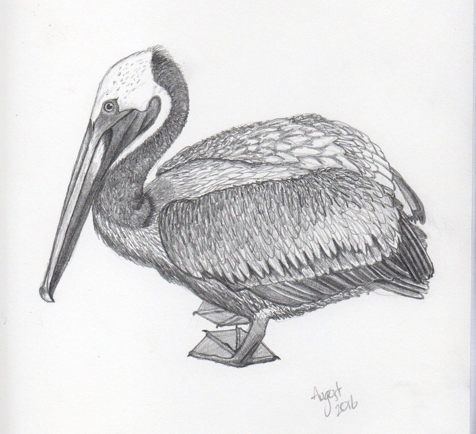 936x854 Pelican Sketch By Jenieds - Pelican Sketch
