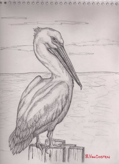 Pelican Sketch At Paintingvalley.com 