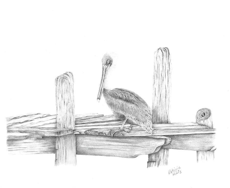 900x736 Brown Pelican Drawing By Patricia Hiltz - Pelican Sketch