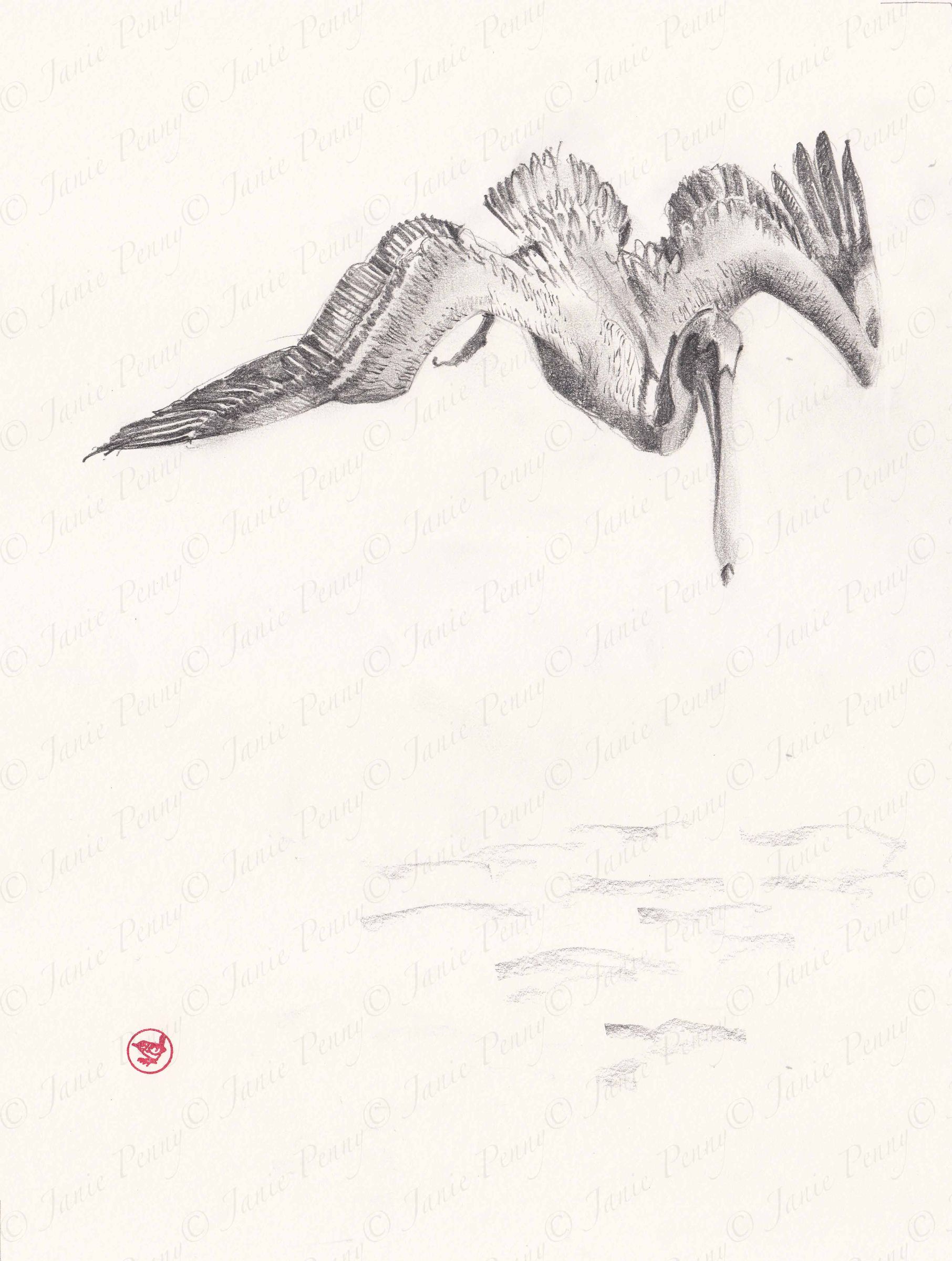 1812x2400 Diving Pelican - Pelican Sketch