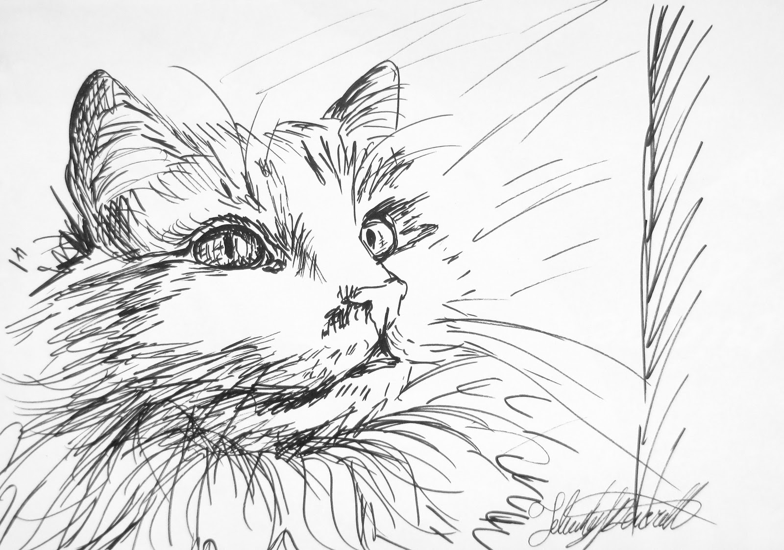 1600x1124 Felicity Deverell Ink Pen Sketches - Pen And Ink Sketches