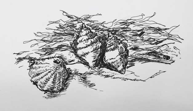 627x361 Pen And Ink Drawing Classes - Pen And Ink Sketches