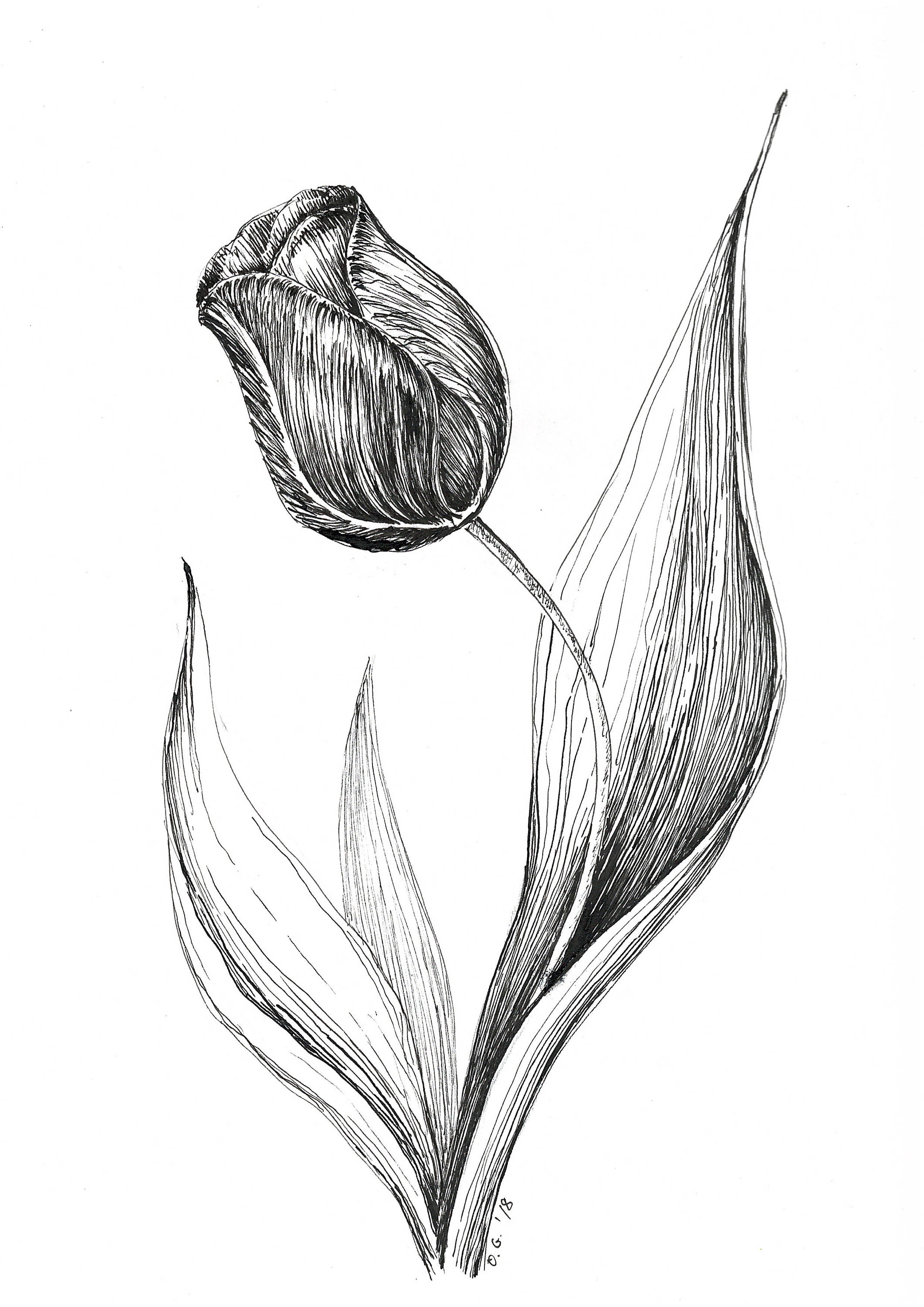 2121x3000 Tulip Illustration Original Drawing Pen Ink Sketch Black Etsy - Pen Ink Sketch