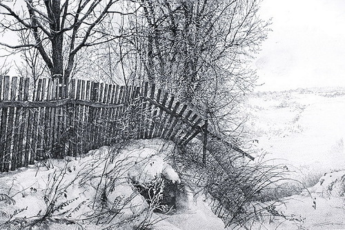 500x334 Beauty Will Save, Viola, Beauty In Everything - Pen Ink Sketch