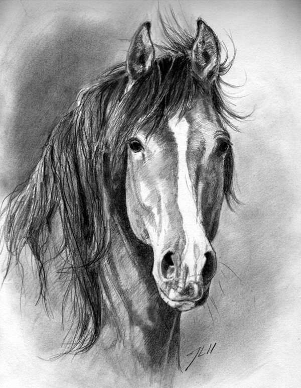 600x772 40 Realistic Animal Pencil Drawings - Pencil Shading Sketches
