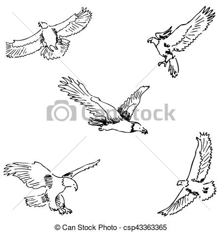 450x470 Eagles. Sketch Pencil. Drawing By Hand Vector Image Clip Art - Pencil Sketch Clipart