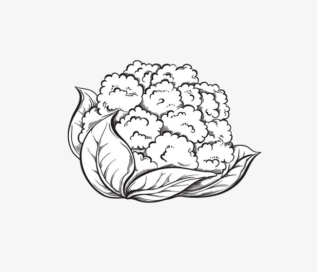 650x557 Pencil Drawing Cauliflower, Cauliflower, Vegetables, Black And - Pencil Sketch Clipart