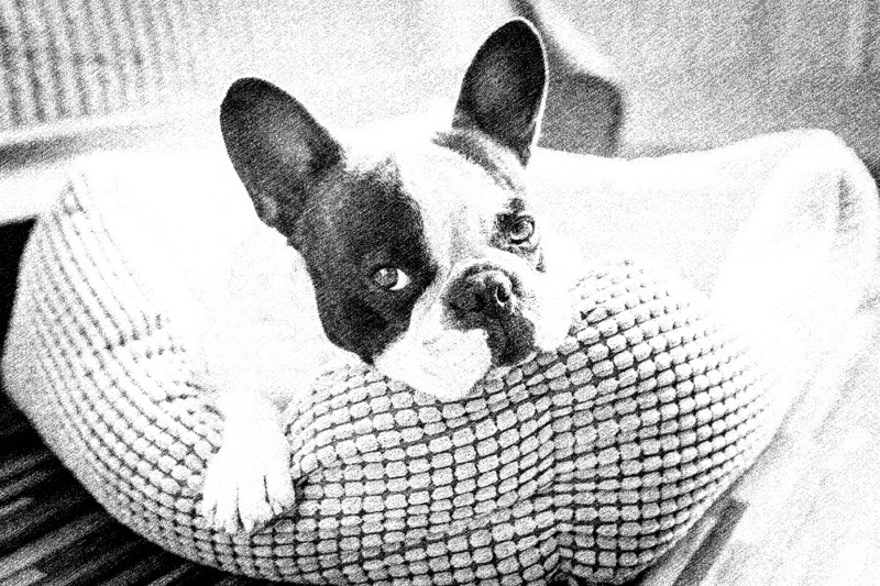 800x533 Pencil Sketch Picture Effect - Pencil Sketch Effects