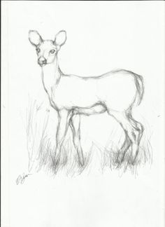 236x324 Beautiful Peacock Sketch Pencil Sketches In 2018 - Pencil Sketch Gallery