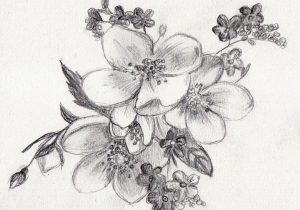 300x210 Pencil Drawings Flowers Pencil Sketches Flowers Best Ideas - Pencil Sketch Images Flowers