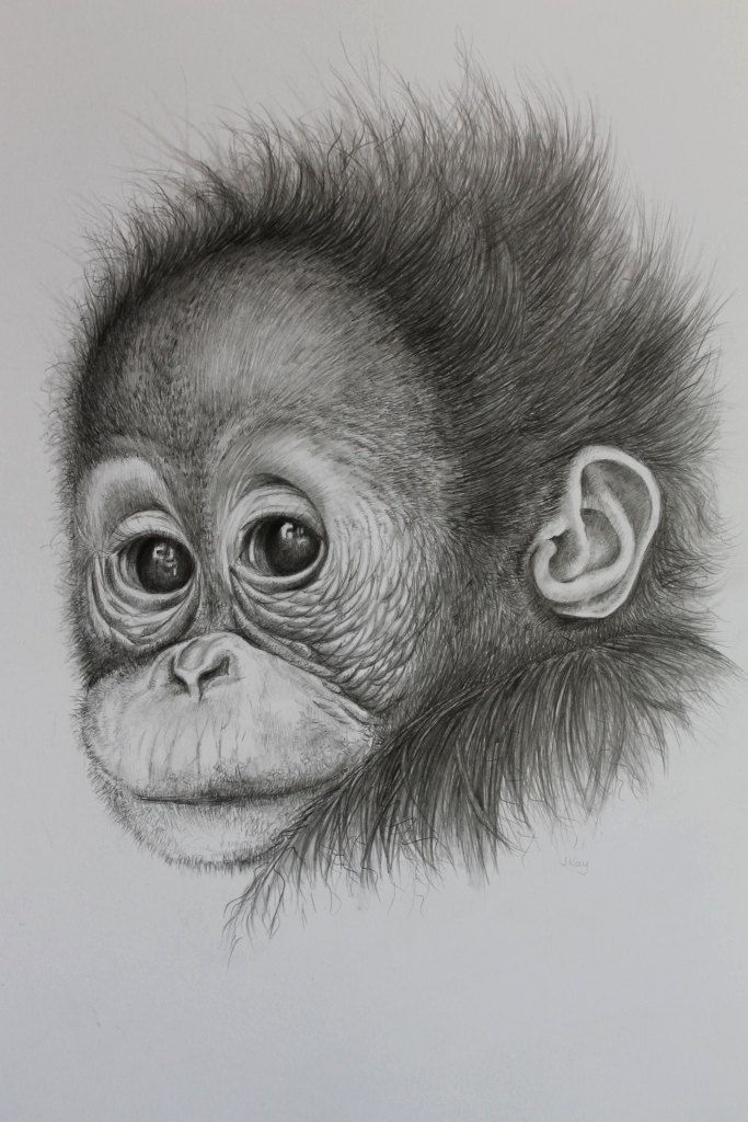 683x1024 Innocence,baby Orang Utan Portrait In 2018 Art - Pencil Sketch Of Monkey