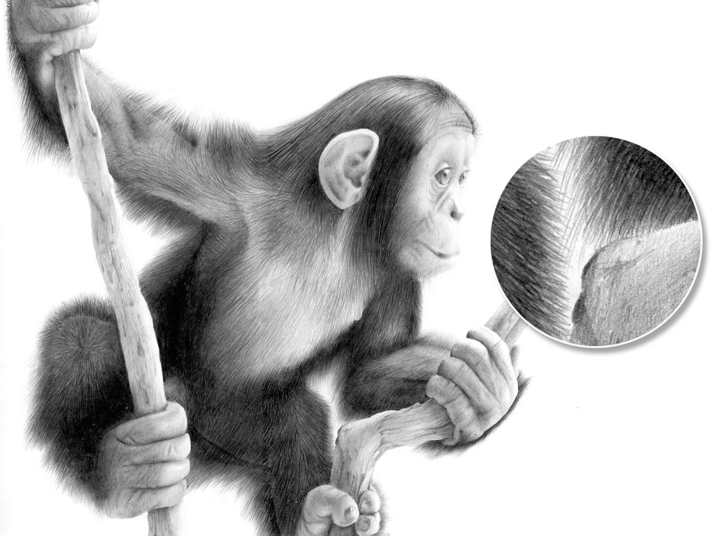 1024x770 Monkey Pencil Sketch Monkey Pencil Sketch Drawing Sketch Picture - Pencil Sketch Of Monkey