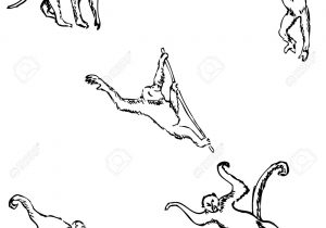 300x210 Monkey Sketch Drawing Monkey A Sketchhand Pencil Drawing Royalty - Pencil Sketch Of Monkey