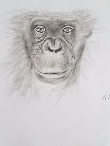 225x300 Orginal Animal Pencil Drawing Sketch Monkey A4 Size Ebay - Pencil Sketch Of Monkey