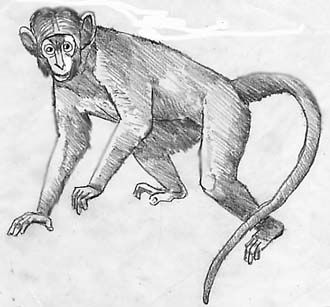 330x307 Pencil Drawings Of Monkeys - Pencil Sketch Of Monkey