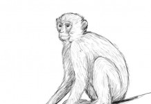 218x150 Pencil Drawing Archives - Pencil Sketch Of Monkey