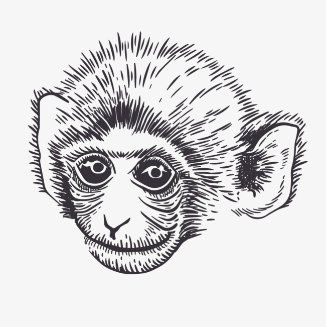 650x651 Vector Sketch Of Monkeys, Sketch Vector, Black, Pencil Drawing Png - Pencil Sketch Of Monkey