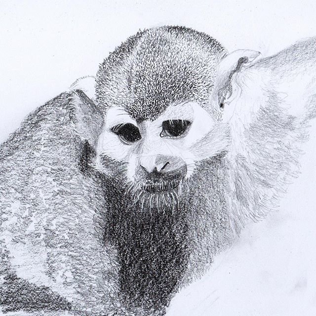 Pencil Sketch Of Monkey at PaintingValley.com | Explore collection of ...