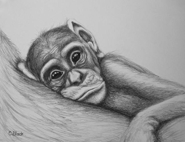 Pencil Sketch Of Monkey at PaintingValley com Explore 