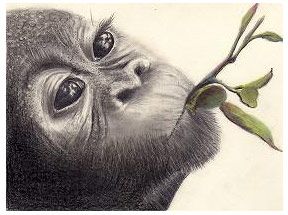 288x215 How To Draw A Monkey Detailed Pencil Drawings Of Animals And - Pencil Sketch Of Monkey