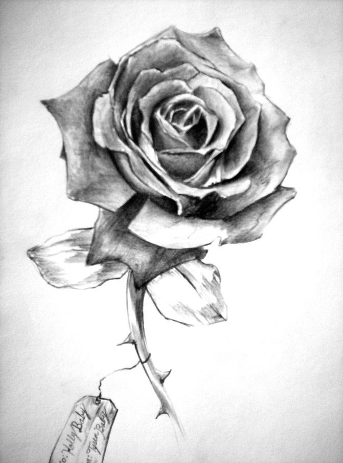 671x904 Collection Of Rose Pencil Sketch - Pencil Sketch Of Rose Flower