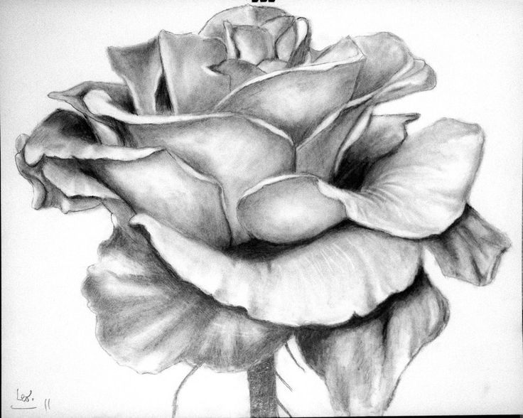 736x588 Drawn Elower Pencil Sketch - Pencil Sketch Of Rose Flower