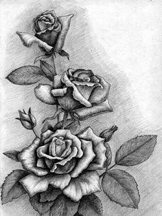 236x314 Gallery Beautiful Pencil Sketches Of Roses, - Pencil Sketch Of Rose Flower