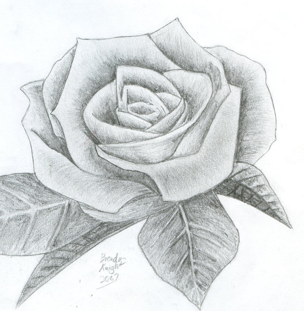 Pencil Sketch Of Rose Flower at PaintingValley.com | Explore collection ...