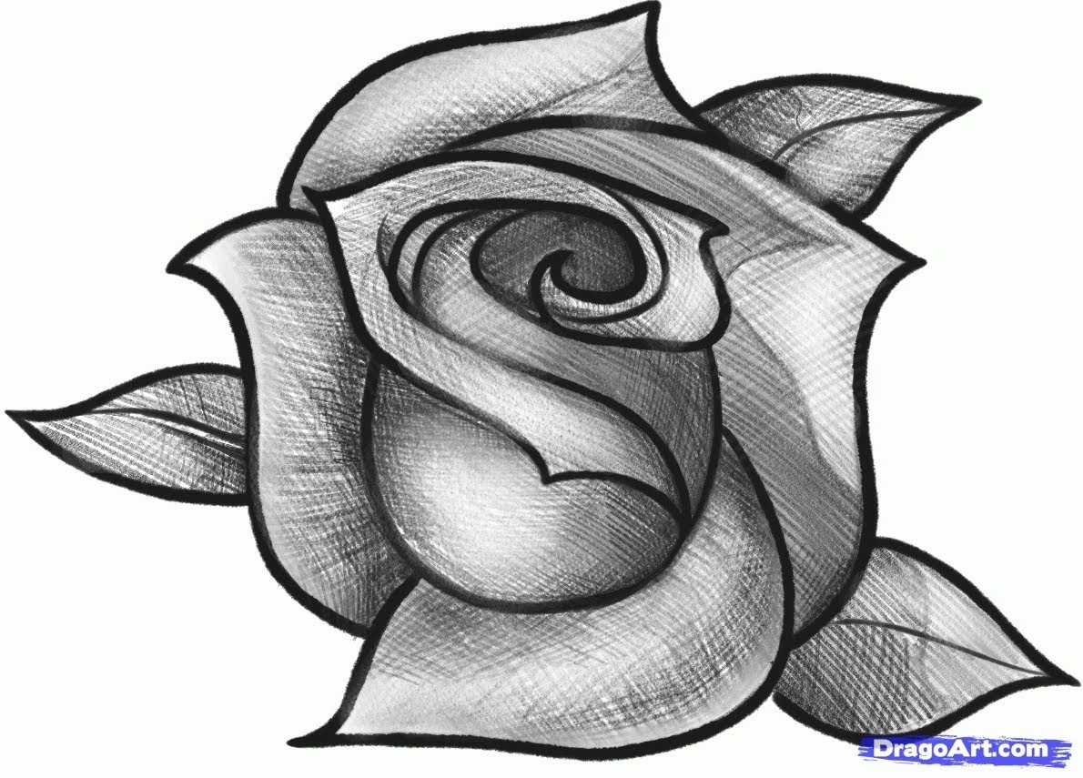 rose pencil sketch
