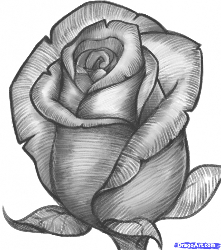easy rose flower color pencil drawing