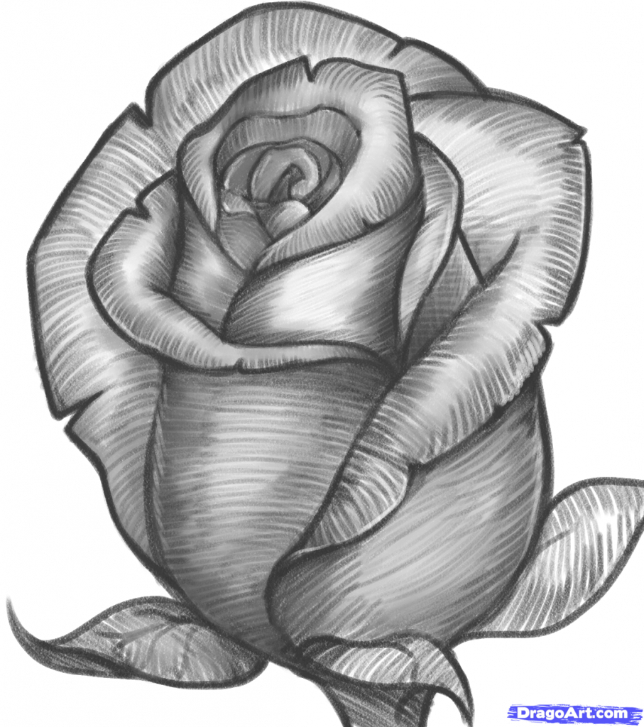 Pencil Sketch Of Rose Flower at PaintingValley.com | Explore collection ...