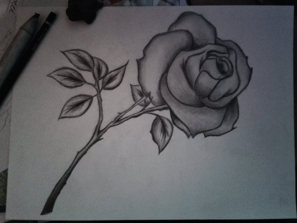 Pencil Sketch Of Rose Flower at PaintingValley.com ...