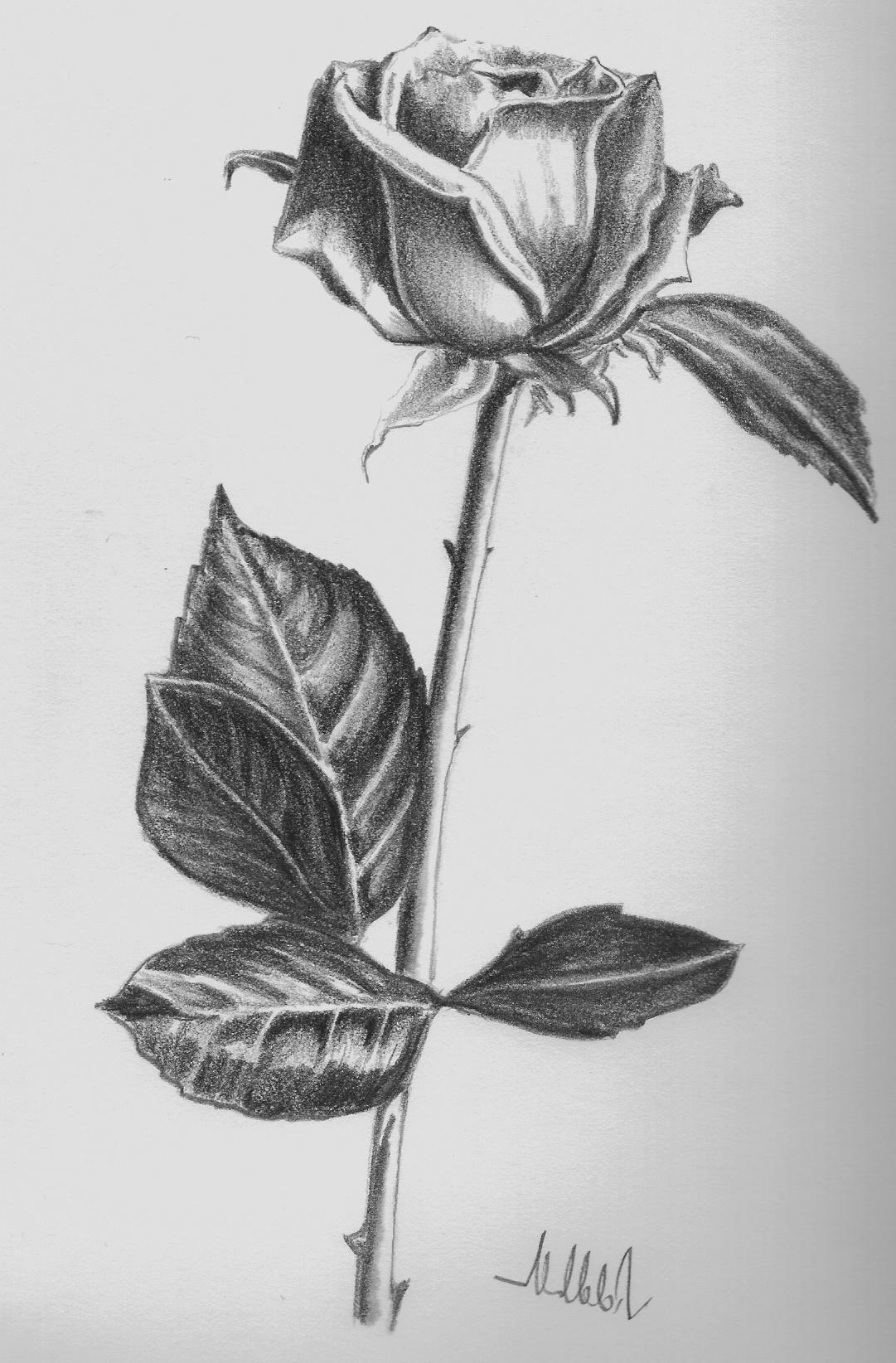 Pencil Drawing Flowers Rose