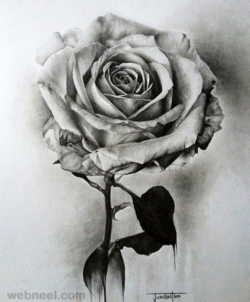 507x612 Collection Of Rose Flower Drawing In Pencil High Quality - Pencil Sketch Of Rose Flower