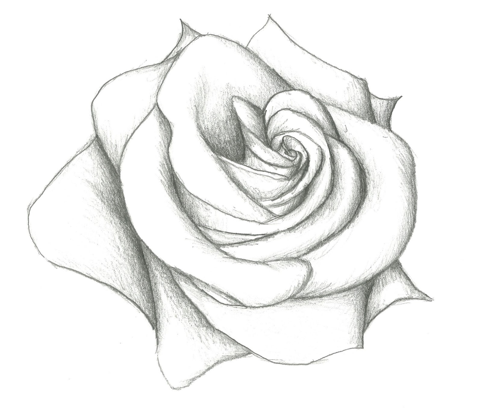 Pencil Sketch Of Rose Flower At Paintingvalley Com Explore