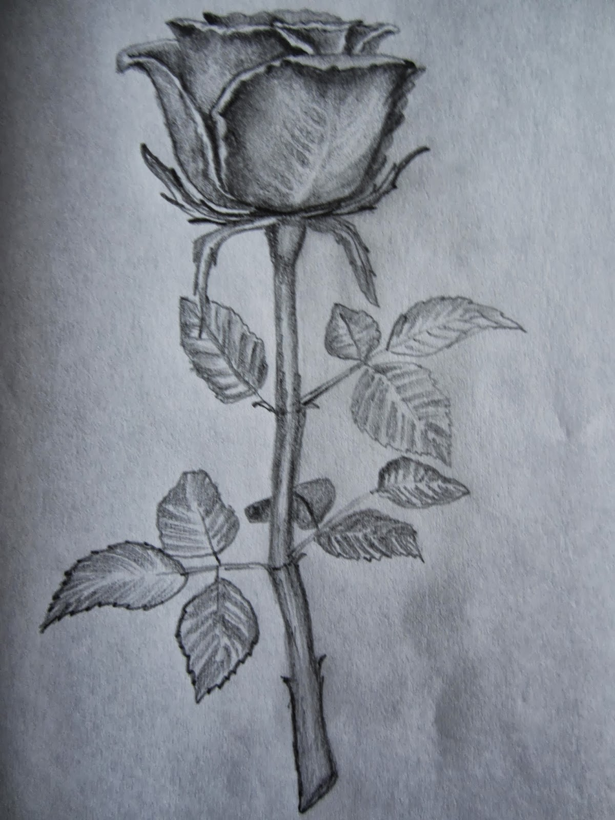 Pencil Sketch Of Rose Flower at PaintingValley.com | Explore collection