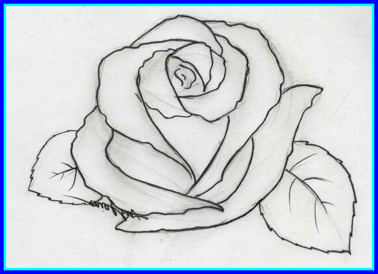 rose pencil sketch