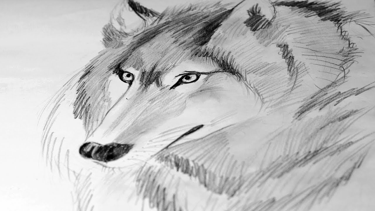 1280x720 How To Draw A Wolf Pencil - Pencil Sketch Of Wolf