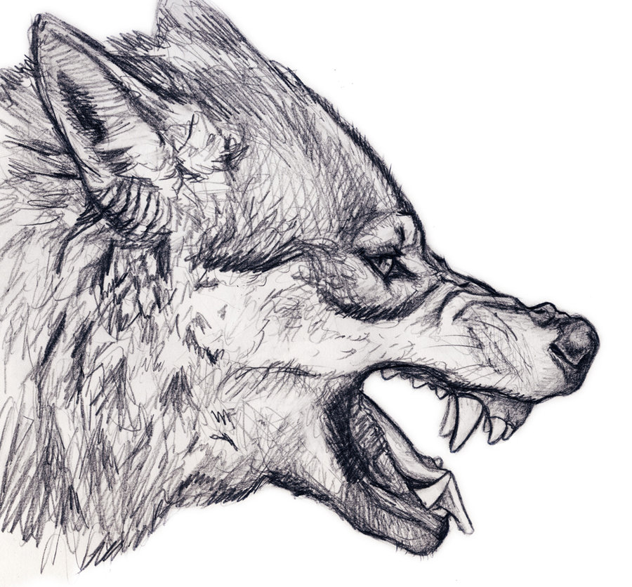 900x836 Pencil Drawings Pencil Drawings Of Wolves - Pencil Sketch Of Wolf